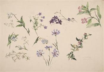A Study of Flowers by 
																	Johann Novopacky