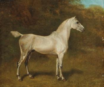 An Arab Stallion In a Field by 
																	Jacques Laurent Agasse