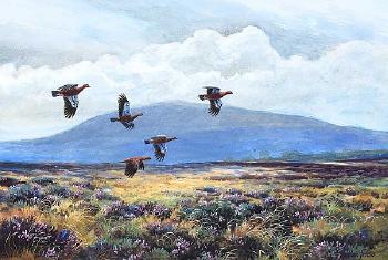 Red Grouse Over the Moors by 
																	Julian Friers