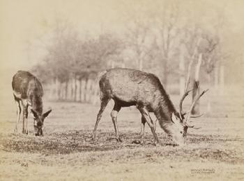 Deer And Stag, Arranged hunting scene with two dogs by 
																	Eduard Uhlenhuth