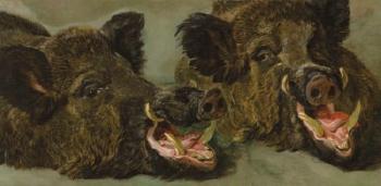 Studies of The Head of a Wild Boar by 
																	Jan Fyt