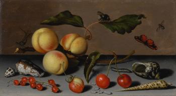 A Still Life With Apricots, Cherries, a Wild Strawberry, Red Currants, Shells and Insects by 
																	Balthasar van der Ast
