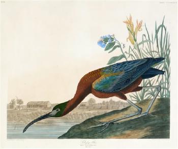 Glossy Ibis by 
																	John James Audubon