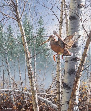 Woodcock In Flight In Birch Trees by 
																	David Maass