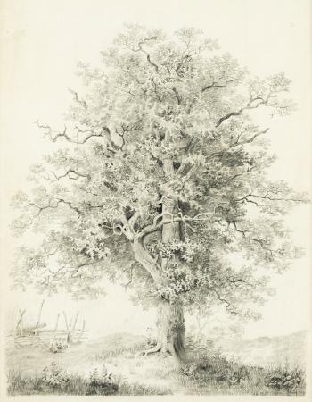 Tree by 
																	Friedrich Hawranek