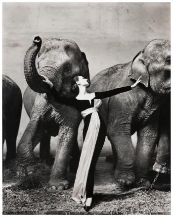 Dovima with Elephants, Evening Dress by Dior, Cirque d'Hiver, Paris, 1955 by 
																	Richard Avedon