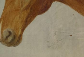 Study of A Horse by 
																			Esme Tinne