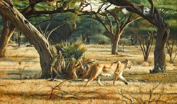 Lioness Morning Game Drive by 
																	Tony Karpinski