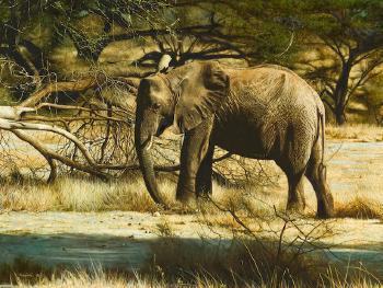 Elephant In Samburu Kenya by 
																	Tony Karpinski