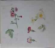 Studies of plants and flowers by 
																			Carl Frederic Aagaard