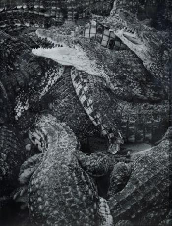 Crocodiles by 
																	Tereza Zelenkova