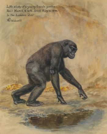 Life Study Of a Young Female Gorilla, Circa 1896 by 
																	Edmund Caldwell