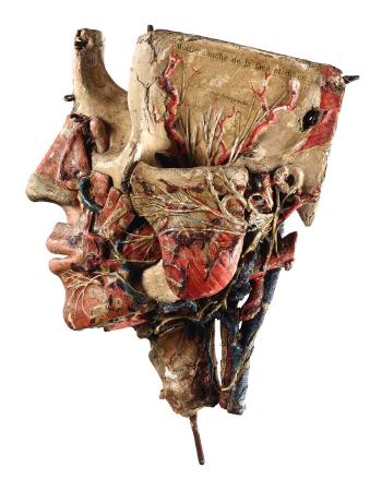 A Small Detachable Anatomic Head by 
																	Louis Thomas Jerome Auzoux