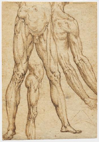 Studies Of Legs, Lower Torsos, Arms And a Shoulder (Recto); Faint Study Of a Torso And Legs (Verso) by 
																	Aurelio Luini