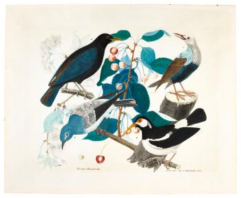 A Common Blackbird, A Red-billed Starling, A Western Bluebird And A Pied Myna On A Branch Of A Cherry Tree by 
																	Aloys Zotl