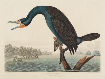 Florida Cormorant (Plate CCLII), from The Birds of America by 
																	John James Audubon