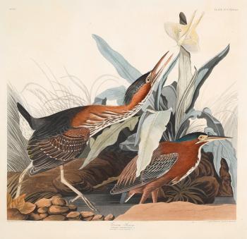 Green Heron (Plate CCCXXXIII), from The Birds of America by 
																	John James Audubon