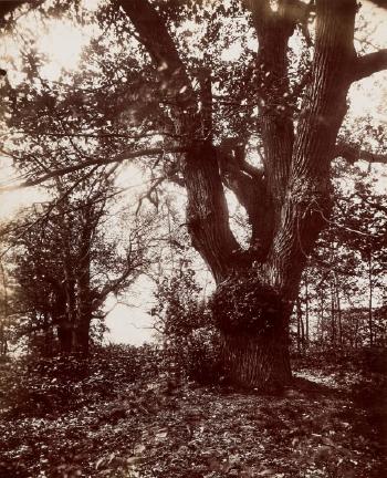 Châtaigniers (Chestnut Trees) by 
																	Eugene Atget