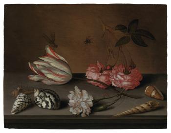 A tulip, a carnation and roses, with shells and insects, on a ledge by 
																	Balthasar van der Ast