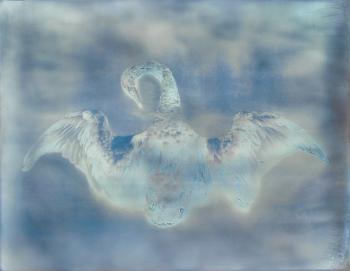 Untitled (Swan) (from My Ghost) by 
																	Adam Fuss