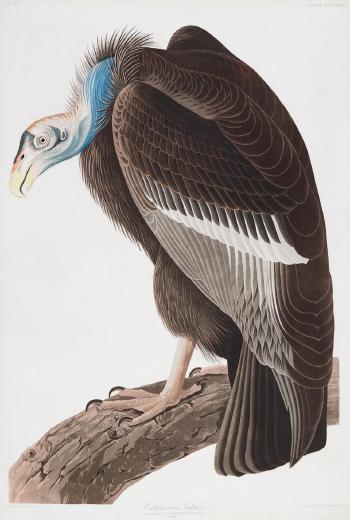 Californian Vulture (Plate CCCCXXVI), from The Birds of America by 
																	John James Audubon
