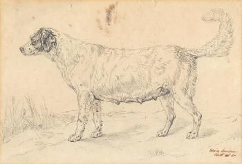 Study of a dog by 
																	Edwin Henry Landseer