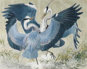 Heron Fight by 
																	Charles Frederick Tunnicliffe