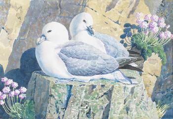Fulmars Sitting on a Rocky Ledge by 
																	Charles Frederick Tunnicliffe