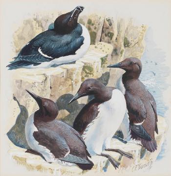 A Razorbill and Three Guillemots by 
																	Charles Frederick Tunnicliffe
