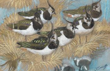 Six Lapwings by 
																	Charles Frederick Tunnicliffe