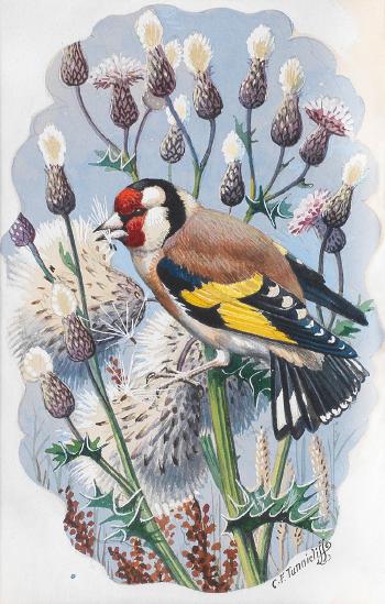 Goldfinch Perched on Thistles by 
																	Charles Frederick Tunnicliffe