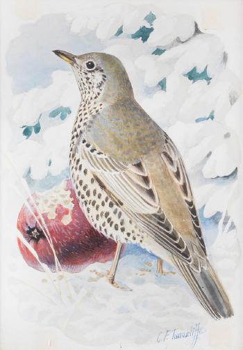 Thrush Eating an Apple by 
																	Charles Frederick Tunnicliffe