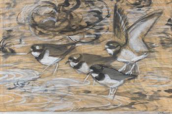 Four Ringed Plovers by 
																	Charles Frederick Tunnicliffe
