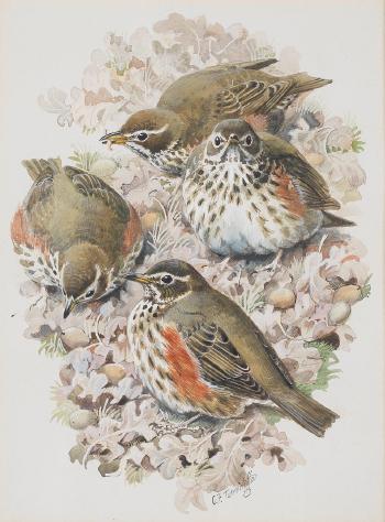 Four Baby Thrushes on Oak Leaves by 
																	Charles Frederick Tunnicliffe