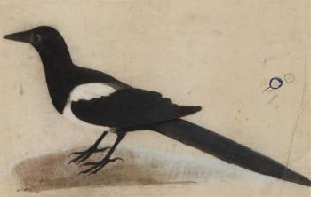Magpye by 
																	John James Audubon