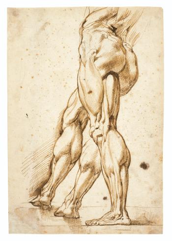 An corch study of the legs of a male nude, with a study of the right leg (recto); Sketch of the muscle of a leg (verso) by 
																	Peter Paul Rubens