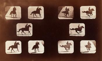 Animal Locomotion, Horse by 
																	Eadweard Muybridge