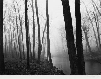 Redding Fog and Trees, Redding, Connecticut by 
																	Paul Caponigro