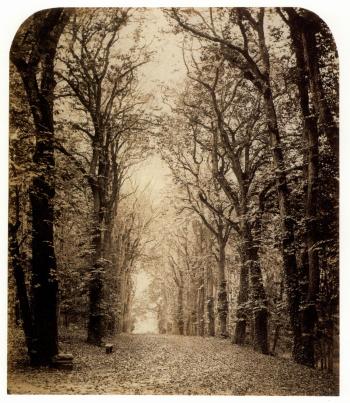 Allee d'arbres, Fontainebleau by 
																	Achille Quinet