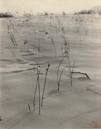 Japanese Weeds in Winter by 
																	Rudolph Eickemeyer