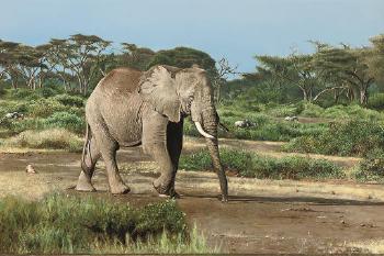 Bull elephant, Amboseli Game Reserve, Kenya by 
																			Tony Karpinski