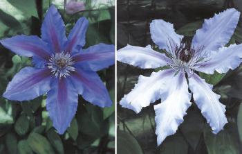 Flowering: Blue Clematis with Seven Petals. Flowering: White Clematis with Seven Petals by 
																	Satoshi Furui
