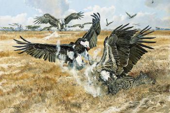 White-backed Vultures and White-headed Vultures by 
																	Donald Leo Malick