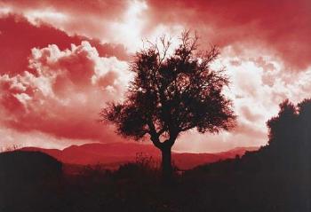 Tree, Ronda, South Spain by 
																	Anatoly Pronin