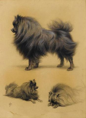 Studies of a Pomeranian by 
																	Ferdinand Oger