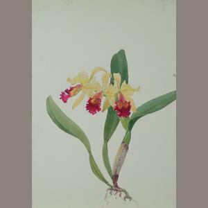 C. Edith G. McLaine orchid by 
																	Andrey Avinoff