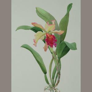 L.C. Derna orchid by 
																	Andrey Avinoff