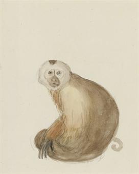 Studies of the White-headed Capuchin monkey, (Simia Capucina) by 
																	Jean Baptiste Audebert