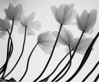 French Tulips by 
																	Firooz Zahedi