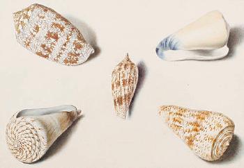 Cones - a still life of seashells by 
																	William Hamilton Yatman